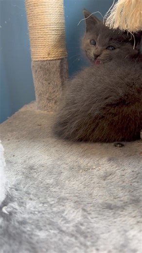 Shelbyville/Shelby County Animal Shelter on Reels