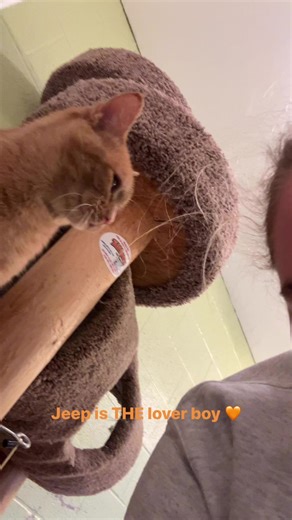 Meet Jeep! He is THE lover boy of MCSPCA! Jeep came to us after being abandoned at an inn in Seville with 22 other cats. His life has not been great but it’s time to change that! Jeep is great with other cats. He loves giving head butts and makes the cutest sounds while doing it. Jeep is 3 years old, neutered, UTD medically, and microchipped! Who’s ready to give this guy the life he deserves?! 🧡🏠 | Medina County SPCA