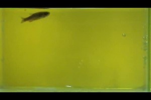 File:Seizures-Induced-by-Pentylenetetrazole-in-the-Adult-Zebrafish-A-Detailed-Behavioral-Characterization-pone.0054515.s004.ogv - Wikimedia Commons