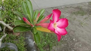 clip-3769230955-close-up-video-japanese-frangipani-adenium-obesum-flower