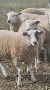 Lambs with pretty birth marks. www.moorlandslamb.com.au #texelsheep #texel #northsideproducemarket #canberraregionfarmersmarket #sheep #sheepdogs #musterdogs | Vince Heffernan