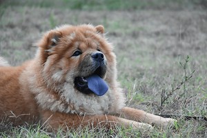 Why Do Some Dogs Have Purple Tongues?
