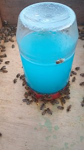 20K views · 139 reactions | The bees are guzzling the Blue Hawaiian Punch now! Blue funny hunny coming soon hopefully. | Swarmstead Bees and Gardening | Facebook