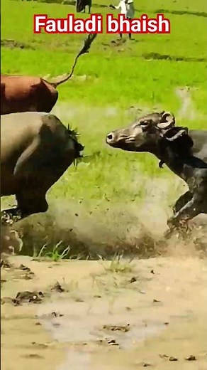 है इतिहास अमर उनका ही||#vijaylalyadavbirha #shortvideo #bhojpuri #viralvideo #dehati 👍👍👍