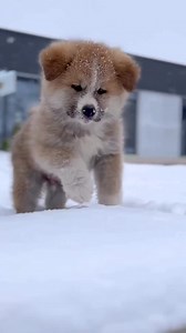 #poppy lover 鹿 cute popy | Suman Magar | Facebook