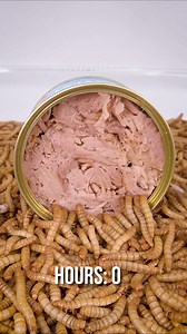 Mealworms munching Canned Tuna Timelapse | WormLapse