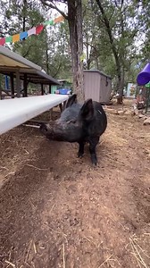 15 reactions · 21 comments | Happy Gotcha Day, Jenny~Sue  Jenny has...