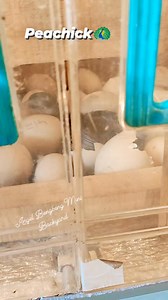 newly hatch peachick , peacock / peafowl chick!! #angelbengbengminibackyard #kafarming #peachick #peacock #peafowl | KaFarming Louie Obado