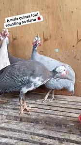 91K views · 2.3K reactions | A male guinea fowl sounding an alarm ...