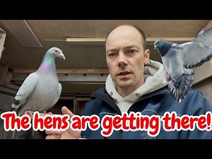 Hens out, cocks moved! Racing pigeon rotation