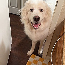 Bossier City, LA - Great Pyrenees. Meet Appa a Pet for Adoption - AdoptaPet.com