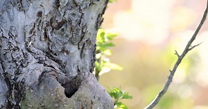 Stare, Offspring, Feed, Birds