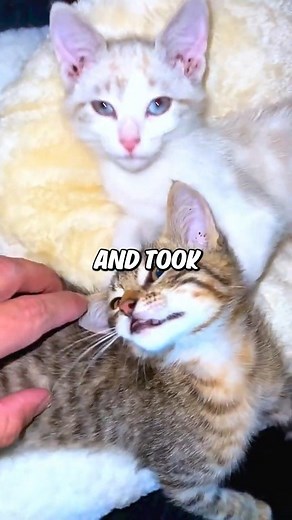 This man rescued this kitten army #kittens #kitten #cat #catlover #reelsfb #reelsviral | Videos11