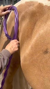 7.6K views · 30 reactions | Playing with the hofmag machine with lorenzo xx | Raw Equine Equestrian Centre | Facebook