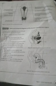 AcIVity Lis Label and interpret diagrams of the human reproduct... | Filo