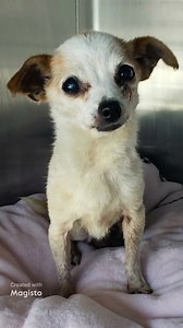 Happy update, Heidi was rescued 7/31/25. Rescue unknown at this time. Urgent update, Heidi has been added to the EUTHANASIA LIST!!! Exit date is 7/31. Available for adoption or rescue. Wee little lass will need rescue when retention is met. Medical senior is as sweet as can be. HIGH ALERT !!!!!! A1926467 Heidi Comments: Tooth Root Abscess, Mammary Masses Status: MEDICAL Intake Type: STRAY Kennel: 600 Sex: Unaltered Female Age: 12Y Weight: 5.00 Lbs Breed: Chihuahua Sh Color: Tan And White Intake 