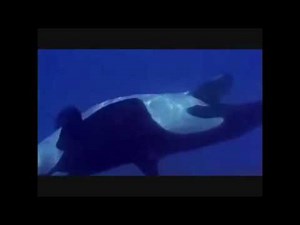 Kandu V Giving Birth to Orkid