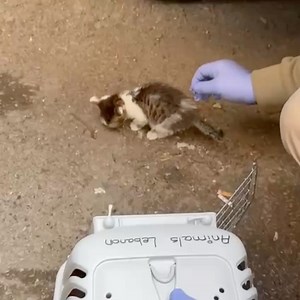 Animals Lebanon on Reels