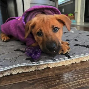 47 reactions · 16 shares | • Meet Mocha• Tomorrow 11/4 PETCO in...