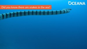 Have you ever seen a snake swim before? 🌊 🐍 | Oceana