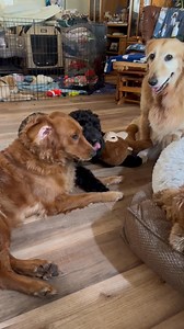 Joshua's House for Golden Retriever Rescue & Sanctuary Inc on Reels