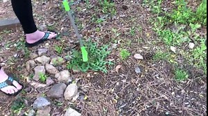 Manual Weeders Three-Claw Long Handled Lightweight Outdoor Stand Up Garden Puller Root Remover+Shovel Manual Weeder+Gardening Latex Gloves