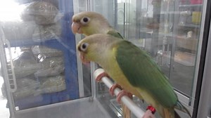 #E Green Cheeked Conure – Blue #M Conure Pipi Hijau - Turquoise #C...