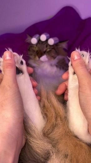 Cat Grooming Routine for Relaxation and Spa Vibes