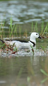 15K views · 755 reactions | Cotton pygmy goose | 퐍퐚퐭퐮퐫퐞 퐏퐡퐨퐭퐨퐬 퐁퐨퐨퐤 | Facebook