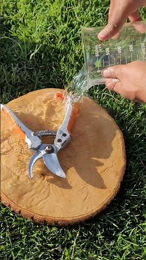 👉 How to remove rust from scissors with vinegar or lemon 🧂✂️✨ #garden #plants #agriculture