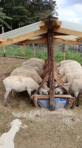 3.1M views · 35K reactions | Sheep farming—especially Hampshire Down...