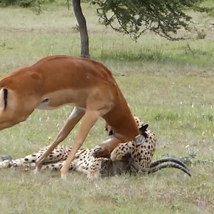 Cheetah Bites Antelope's Neck to Feed Her Cubs 🐆vs🦌 | Fruit Lover