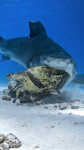 1.1K views · 20 reactions | Tigershark vs turtle麗 . The turtle got away . Like and tag an ocean lover in the comments❤ . Shot by @jonoallenphotography . Follow @scubapilgrim for more! Follow @scubapilgrim for more! . Want to learn Underwater Photography? . Use the link below or in our bio to get a free Underwater Photography course! . bit.ly/Underwaterphotography bit.ly/Underwaterphotography | scubapilgrim | Facebook