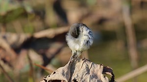 17K views · 930 reactions | Citrine wagtail (Motacilla citreola) | BIRDS & Nature | Facebook