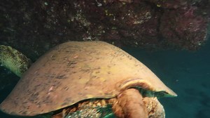 It was a busy dive... | Scuba Shack