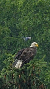 2 bald eagles get harassed by blue jays relentlessly!!…#Sony #sonyalpha #sonyphotography #sonyprousa #natgeo #natgeoyourshot #natgeowild #eagles #baldeagles #usa #birdsofprey #predator #birds #wildlife #wildlifephotography #natgeowildlife #birdsofinstagram #birdwatching #wildanimals #wildlifeplanet #naturelovers #naturephotography #bbcearth #natgeowildlife #wildlifeconservation | Mike J Dukarm