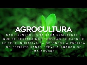 Conheça a raça de gado que vem chamando atenção de criadores no Brasil | AgroCultura