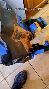 8.7K views · 216 reactions | When Rocket saw a new dog in the house 藍 #lizard #exoticpets #reptile #iguana #pet #reptiles #pets #animals #petlovers #explorepage #RocketTheIguana #petstagram #petsofinstagram #reptilesofinstagram | Rocket The Iggy | Facebook