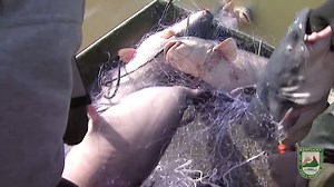 Big Blue Catfish at Taylorsville Lake