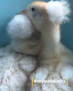 Help name one of our new additions! These are crested Ancona ducks. The lighter color one’s name is Dandelion. Now we need suggestions for the other one (sex isn’t known) Leave your suggestion as a comment! | Pip, my pet duck and friends