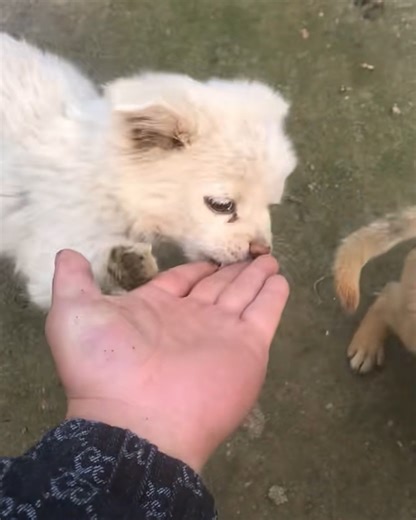 Puppies are the cutest | PittBulls | Facebook