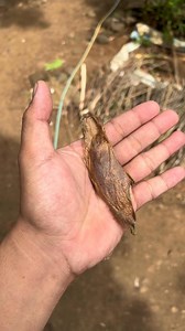 1.9M views · 14K reactions | Atlas Moth from egg to adult stage 曆☘️ #metamorphosis #atlasmoth #mariposa #wildlife #wildlifeconservation #reelschallenge #insects #transformation | Deric Fernandez | Facebook