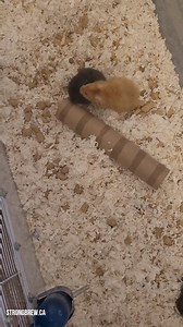 25K views · 427 reactions | One of these hams is not like the...