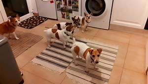 15 reactions | Three... Two... One.... HUZZAH HUZZAH FANDANGO and a anyone touches one's bowl gets a bally slapping. | Mr Scooby Doo and The Mousketeers | Facebook