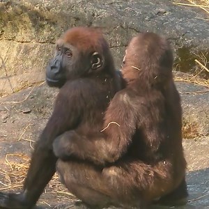 #gorillaz #photography #africa #wildlifephotography #memes #love #bodybuilding #meme #chimpanzee #monkeys #primate #silverback #motivation | Rafa' Jabirah Najjar