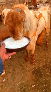 314K views · 16K reactions | Huzaifa goat farm Sahiwal Goats Farm 03158657985 | Huzaifa goat farm | Facebook