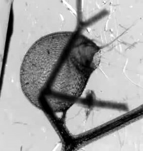 Utricularia inflata trappola on Make a GIF