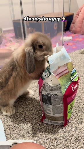 Always Hungry Rabbit: Adorable Bunny Antics
