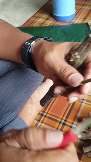 Grafting Anggur,sambung sisip Anggur,stek batang Cuting Anggur Lokal dengan entres Anggur jenis DP,TRANS,HAROL,NINEL. #Grafe #Anggur #Pengangguran #grafting #sambungsisip #cutinganggur #dptransharolninel #fbreels #monetisasi | Lombok Grafting