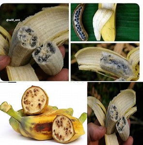 49K views · 1.2K reactions | mooskii miraha lahaa iyo sida ay dadku ubadaleen | Cabdiqani Robot | Facebook